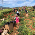 Raiz de gengibre de rizoma maduro de Yunnan High Gingerol
